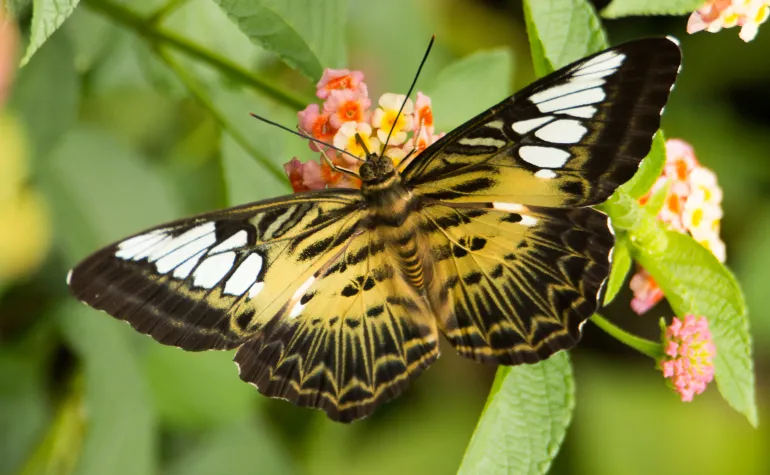Umumnya, makhluk hidup memiliki antara 20 hingga 30 kromosom