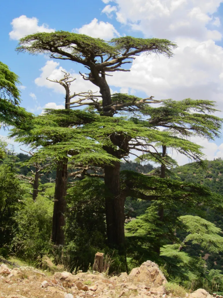 Hutan Pegunungan Atlas di kawasan pegunungan Maroko dan Aljazair merupakan habitat kupu-kupu Atlas biru (Institute of Evolutionary Biology).