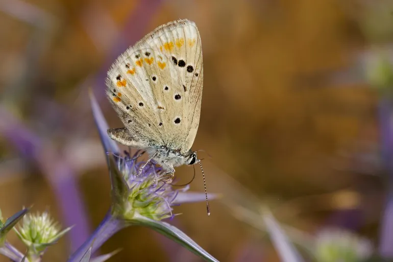Kupu-kupu Atlas Maroko dianggap sebagai model unik untuk memahami perubahan mendasar dalam genom (Wellcome Sanger Institute).