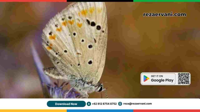 kupu_kupu_atlas_maroko