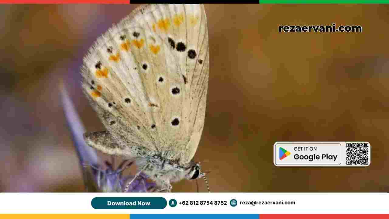 kupu_kupu_atlas_maroko