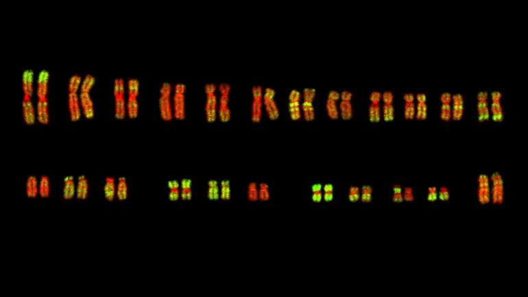 Kromosom berfungsi layaknya jilid besar yang menyimpan dan mengatur bagian-bagian DNA (Andrea Polls dkk. – Wikipedia).