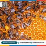 lebah_madu