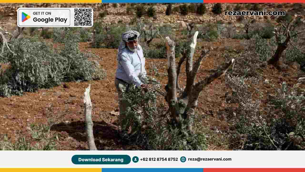 kebun_zaitun_di_tepi_barat